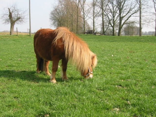 Shettlandpony Dianne grasend